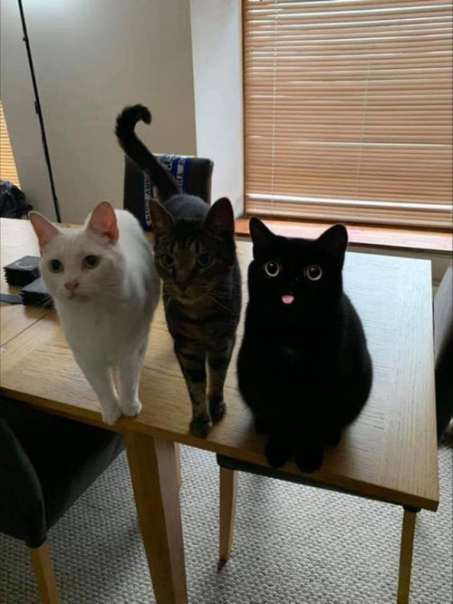 Three cats sitting on a table, the black cat is blepping